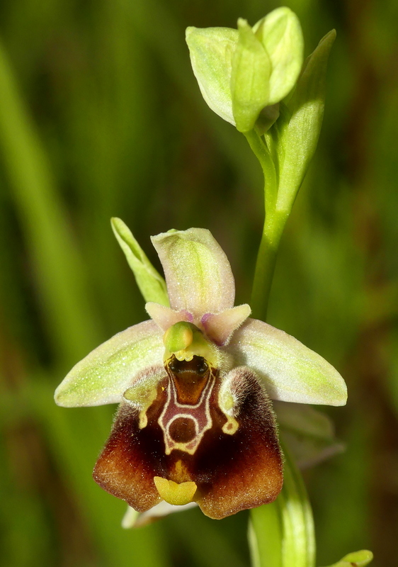 Ophrys lacaitae tra introgressioni e forme ibride � Molise 2023.